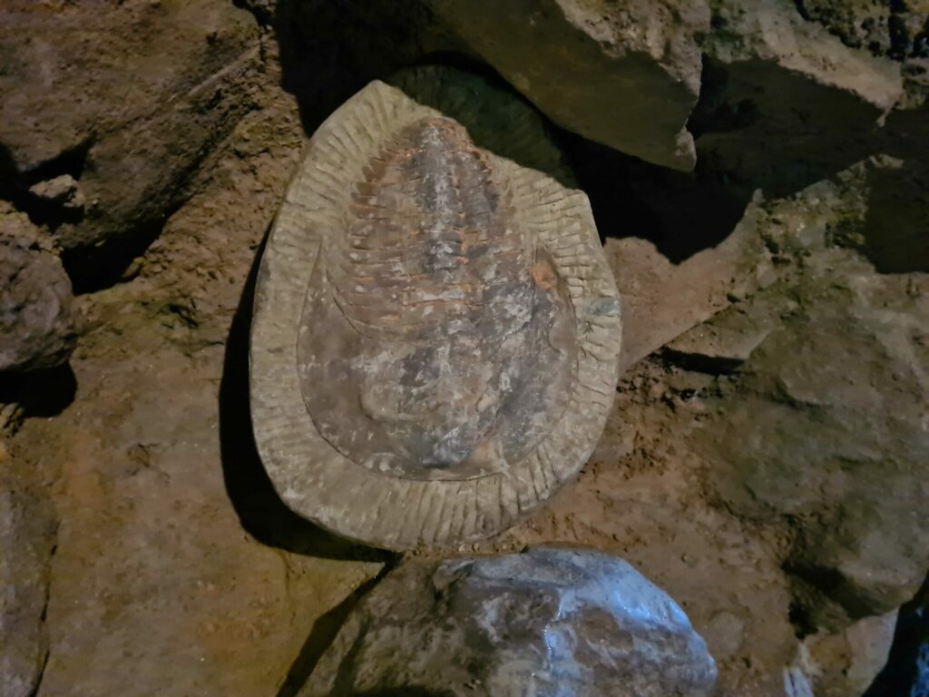 Image name fossil hidden stump cross caverns yorkshire the 8 image from the post Tune in Tonight: Stump Cross Caverns Features on "The Hotel Inspector" in Yorkshire.com.