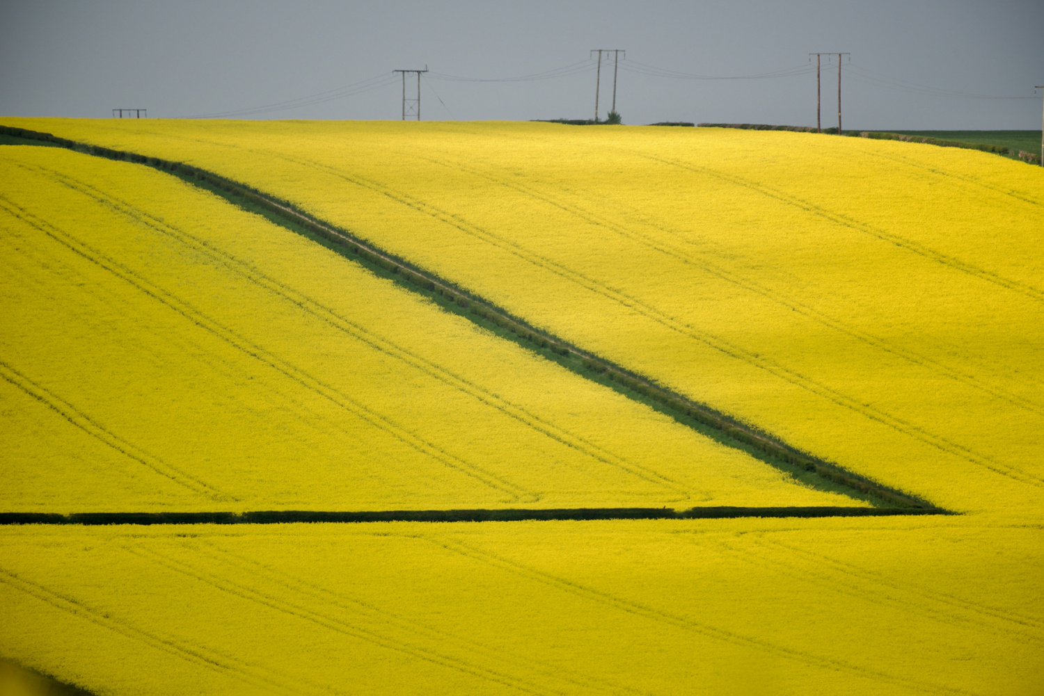 Image name yellow rapeseed fields near kilham east yorkshire the 25 image from the post Haisthorpe in Yorkshire.com.
