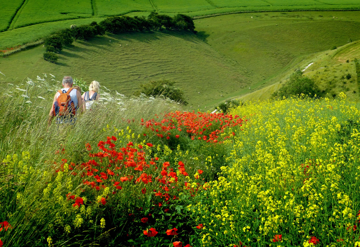 Walk: Yorkshire Wolds Way National Trail Page image 2 Walk: Yorkshire Wolds Way National Trail