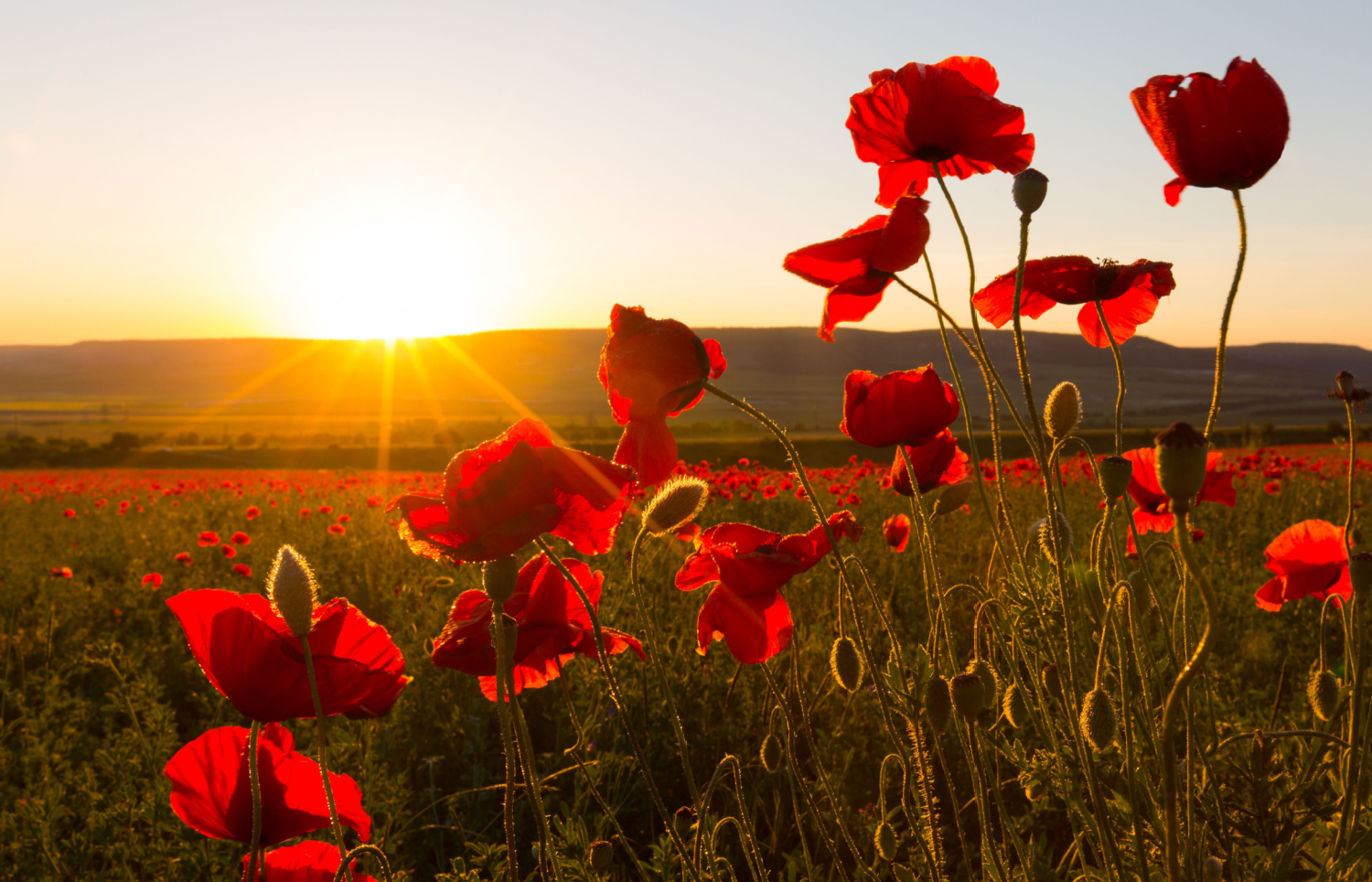Image name poppy field the 1 image from the post Yorkshire poet Simon Armitage's remembrance tribute in Yorkshire.com.
