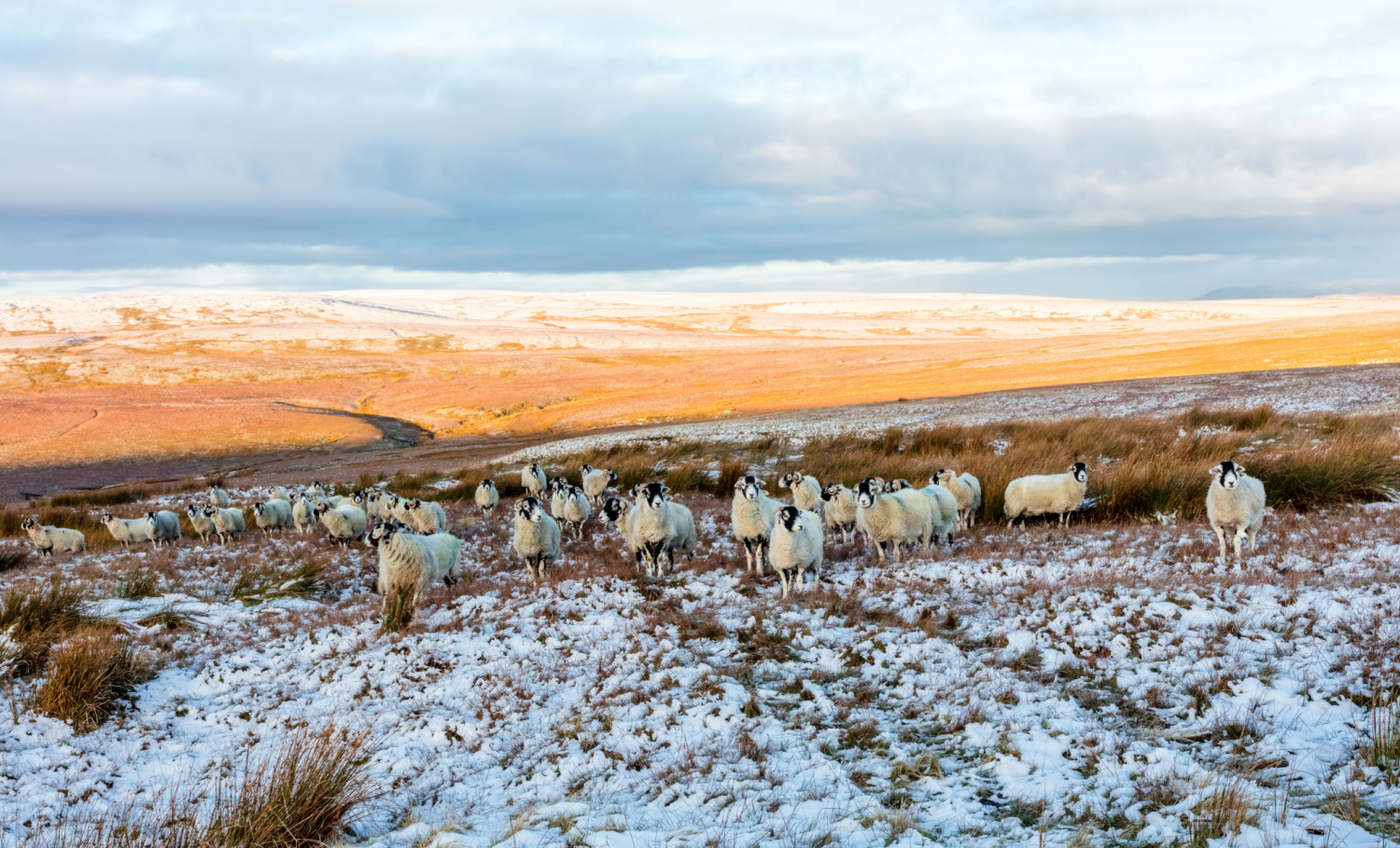 Image name tan hill snow swaledale sheep north yorkshire the 12 image from the post Newsletter - Friday 1st December 2023 in Yorkshire.com.