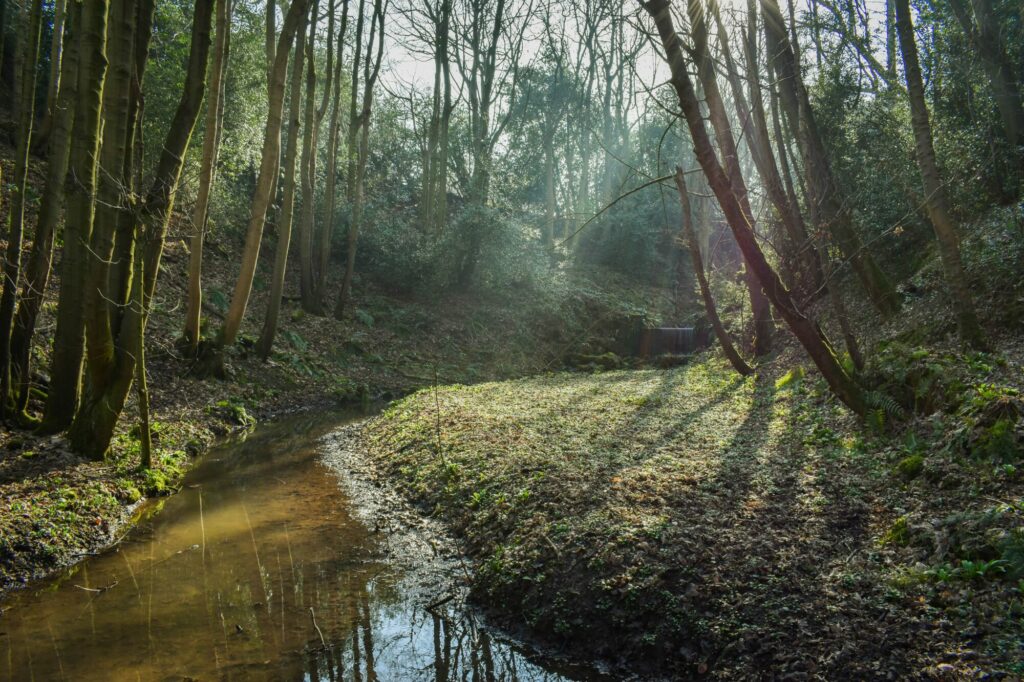 Walk: Hackfall Woods - Short Route Post image 1 Image name hackfall woods sunlight north yorkshire the 1 image from the post Walk: Hackfall Woods - Short Route in Yorkshire.com.