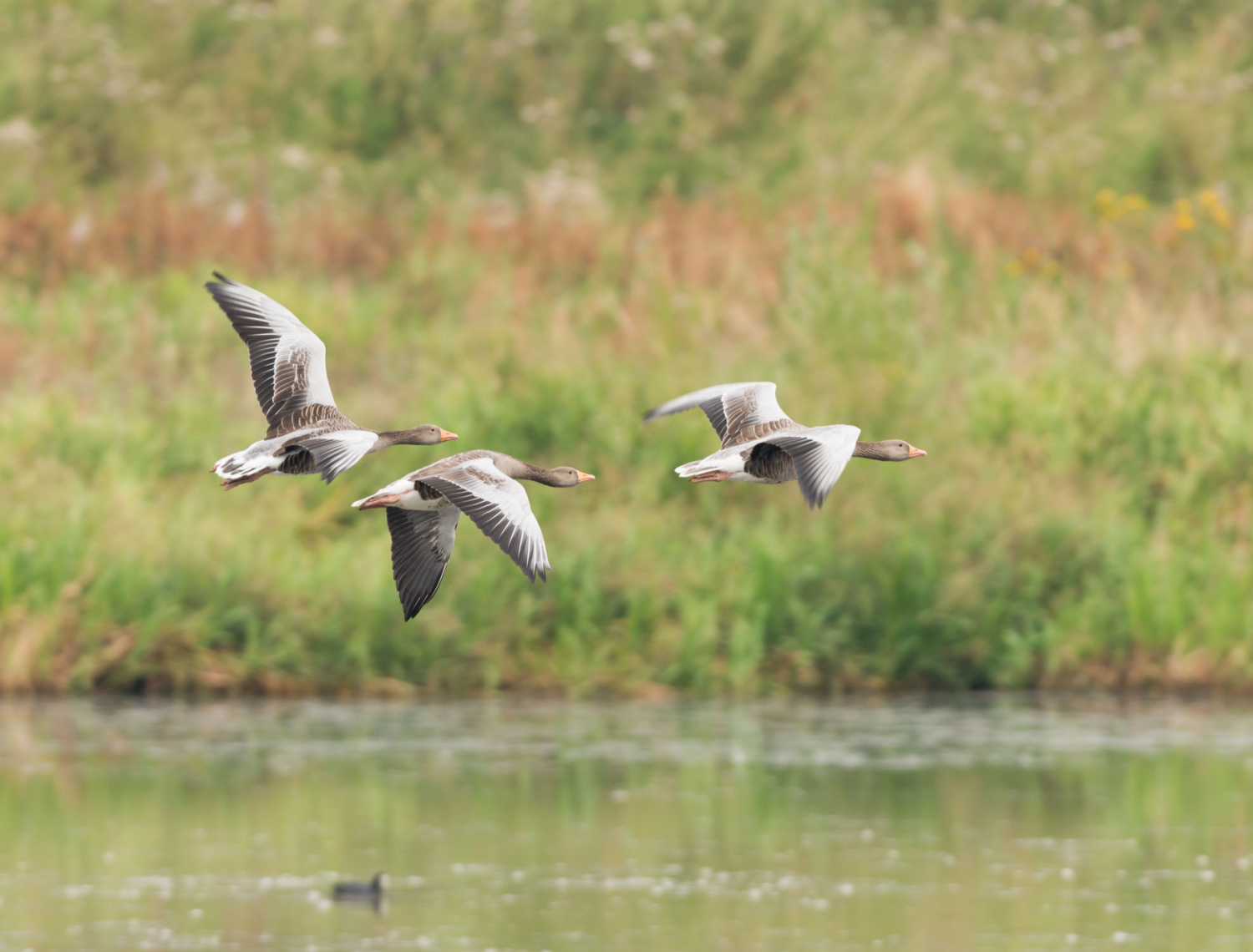 Image name rspb dearne valley south yorkshire greylag geese the 3 image from the post Millhouses, Barnsley in Yorkshire.com.
