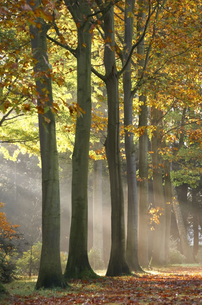 Visit The Yorkshire Arboretum Visitor Attraction image 1 Image name thorp perrow arboretum bedale north yorkshire the 1 image from the post Visit The Yorkshire Arboretum in Yorkshire.com.