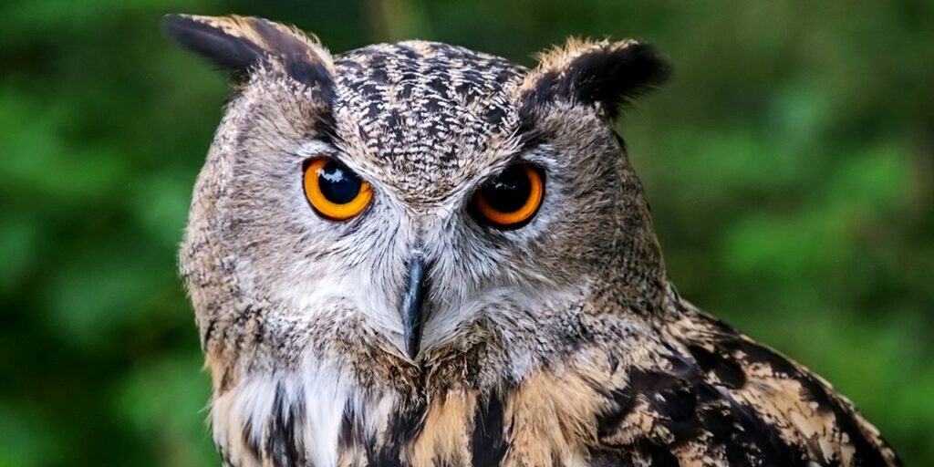 Special Offer: 2-night North Yorkshire escape with cream tea Post image 2 Image name tzoo.25376.0.1275149.Eagle Owl iStock 1393268755 the 2 image from the post Special Offer: 2-night North Yorkshire escape with cream tea in Yorkshire.com.