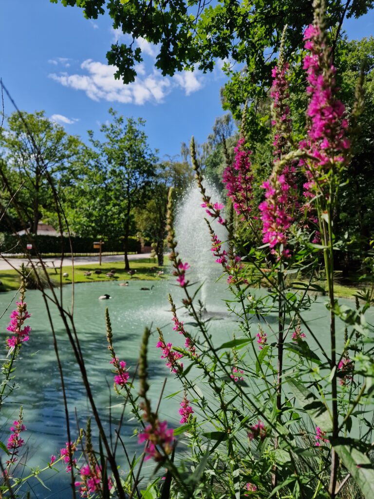 The Lodge Accommodation image 9 Image name Fountain Flowers July23 the 9 image from the post The Lodge in Yorkshire.com.