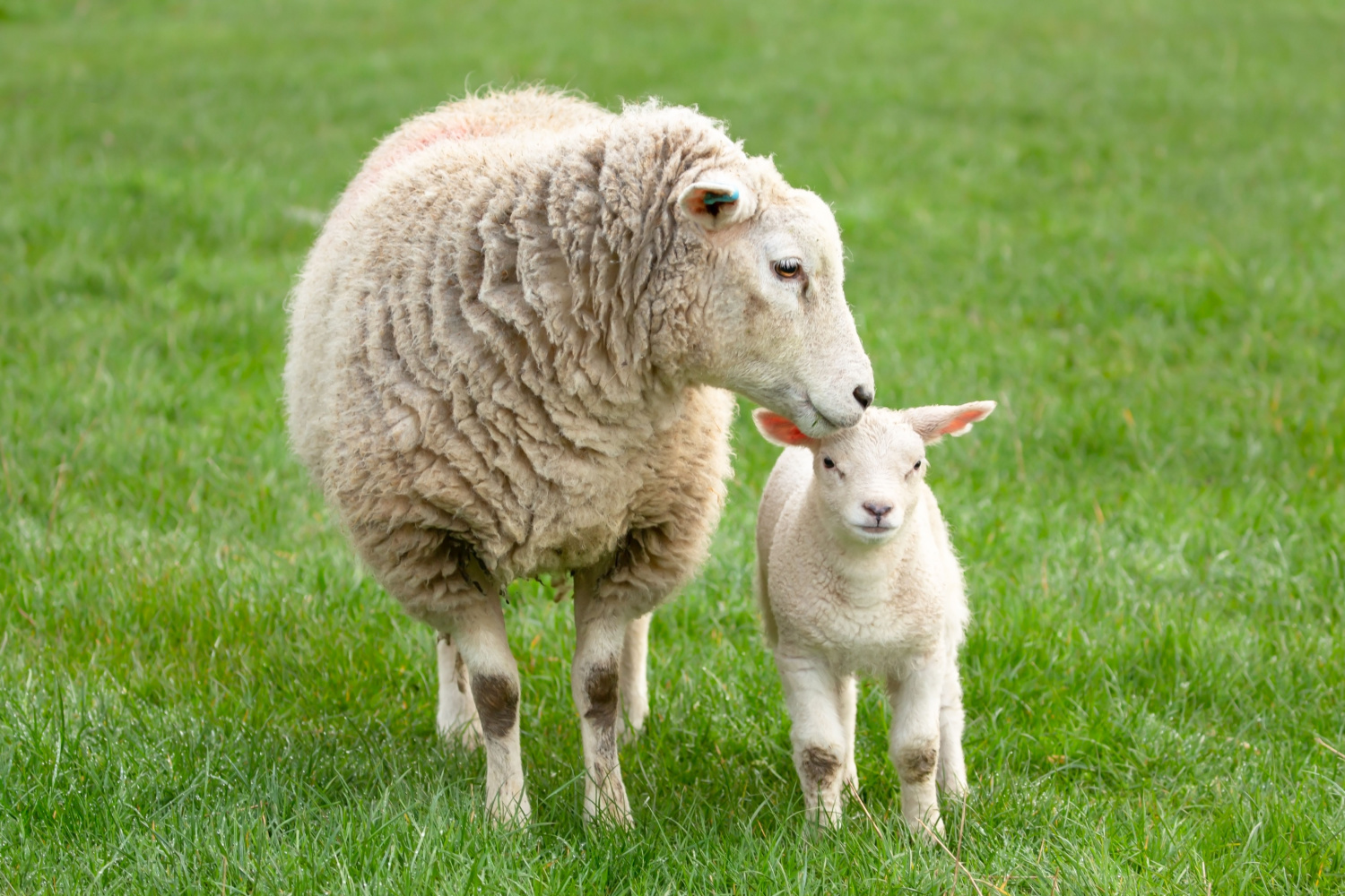 Image name ewe and lamb yorkshire dales the 7 image from the post Newsletter: Tuesday 20th February 2024 in Yorkshire.com.