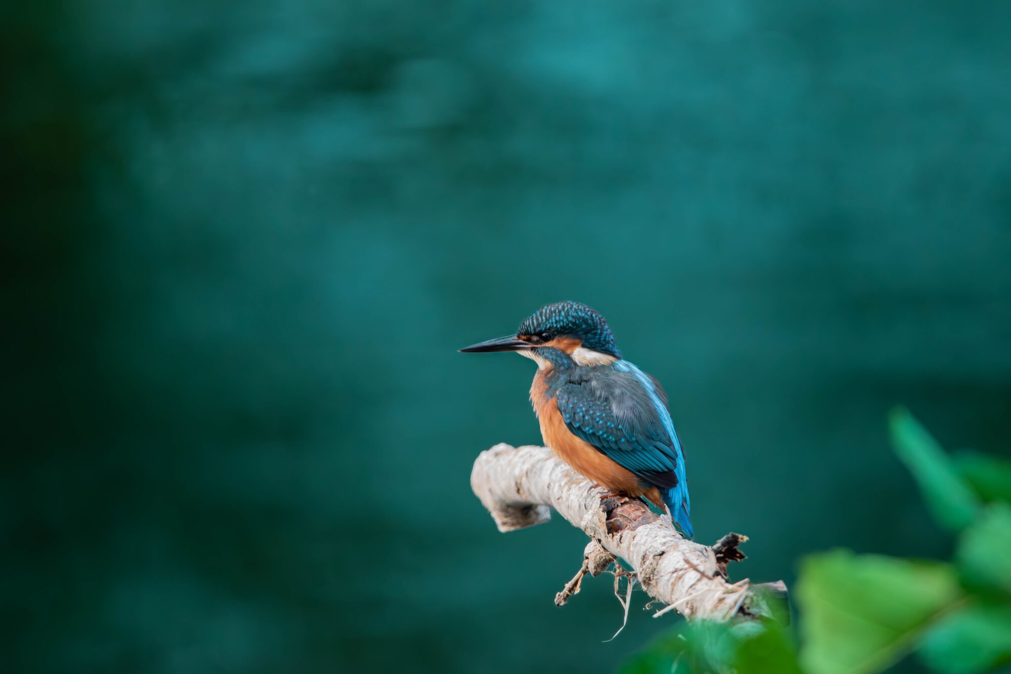 Image name kingfisher high batts nature reserve north yorkshire the 34 image from the post North Stainley in Yorkshire.com.