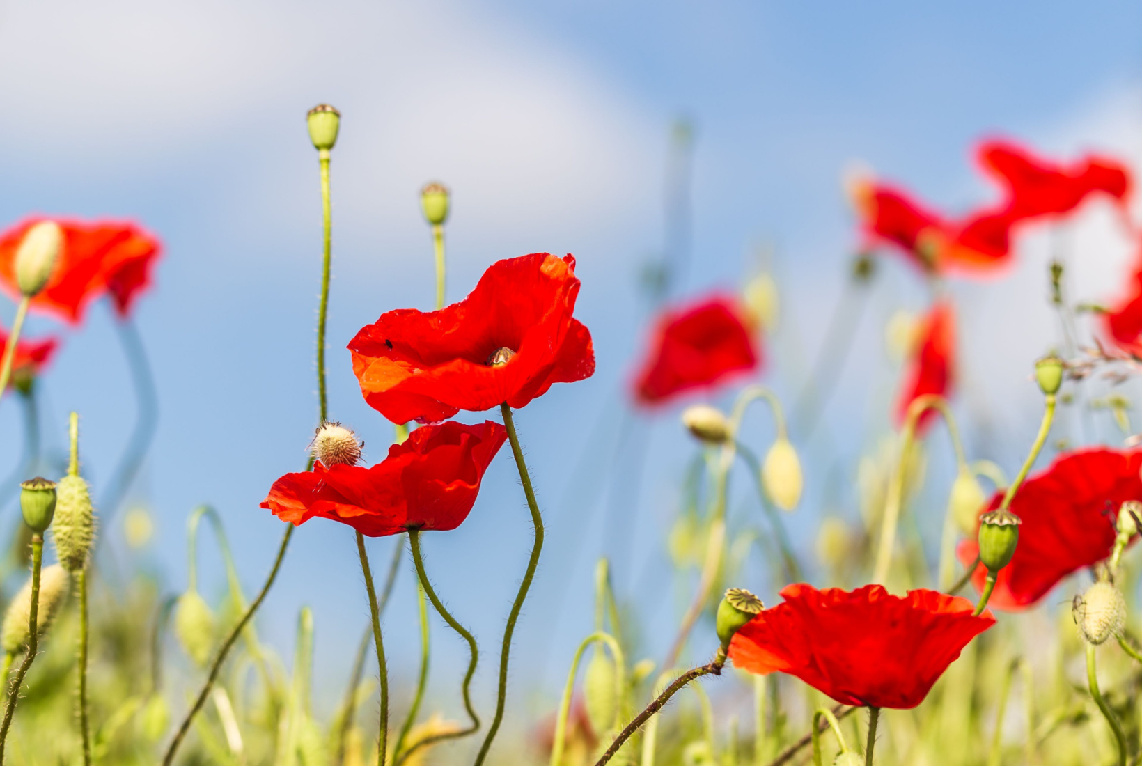 Image name poppies in crop field near wrelton north yorkshire the 11 image from the post Wrelton in Yorkshire.com.