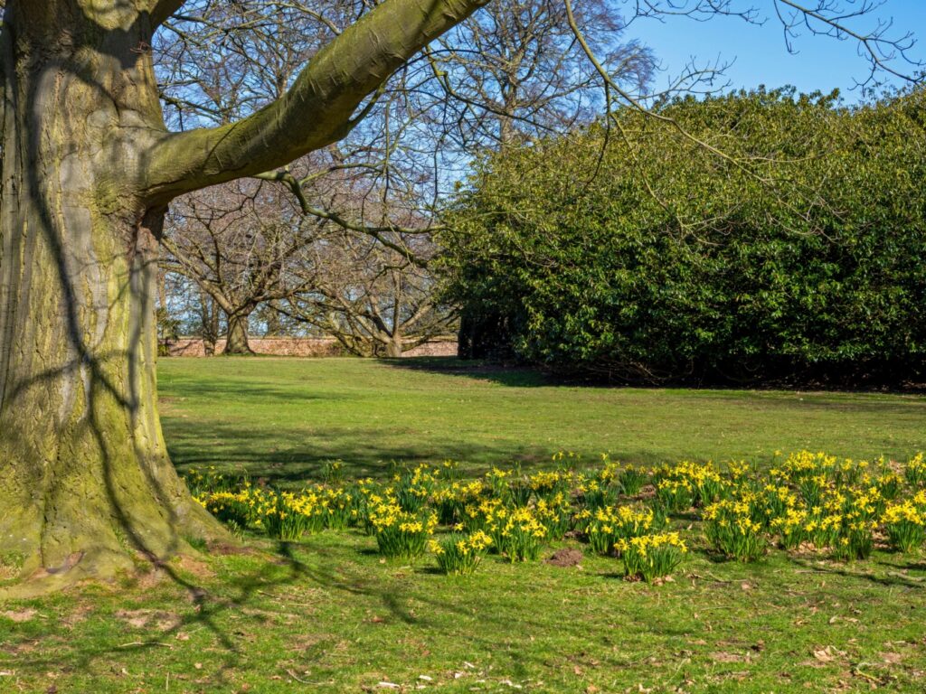 Beningbrough Hall, Gallery & Gardens - Visitor Information & Prices Visitor Attraction image 1 Image name beningbrough hall daffodils north yorkshire the 1 image from the post Beningbrough Hall, Gallery & Gardens - Visitor Information & Prices in Yorkshire.com.