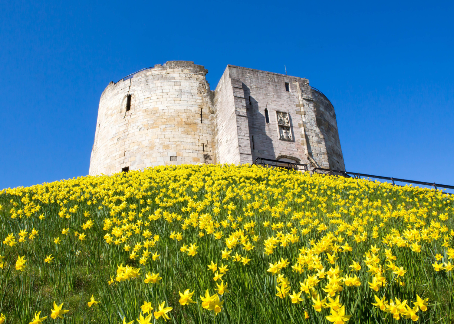 Image name daffodils cliffords tower york yorkshire the 6 image from the post Newsletter: Friday 1st March 2024 in Yorkshire.com.
