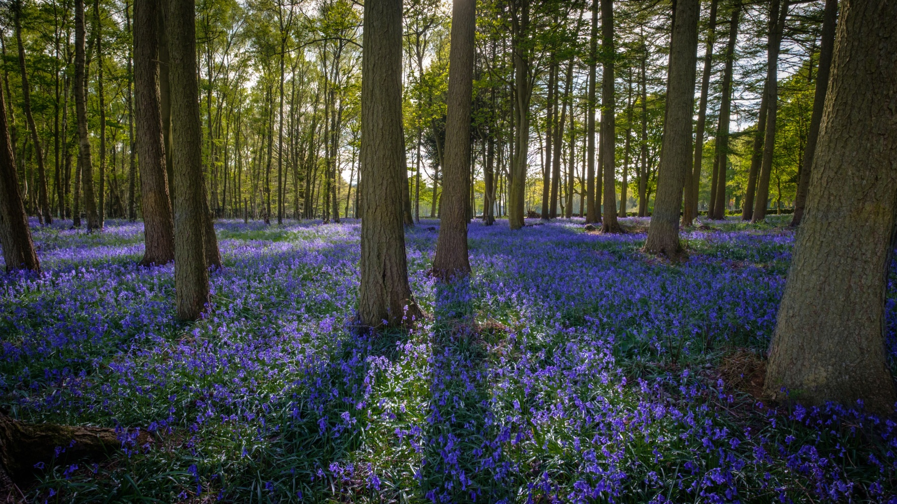 Image name bluebell wood near burnt yates north yorkshire the 21 image from the post Burnt Yates in Yorkshire.com.