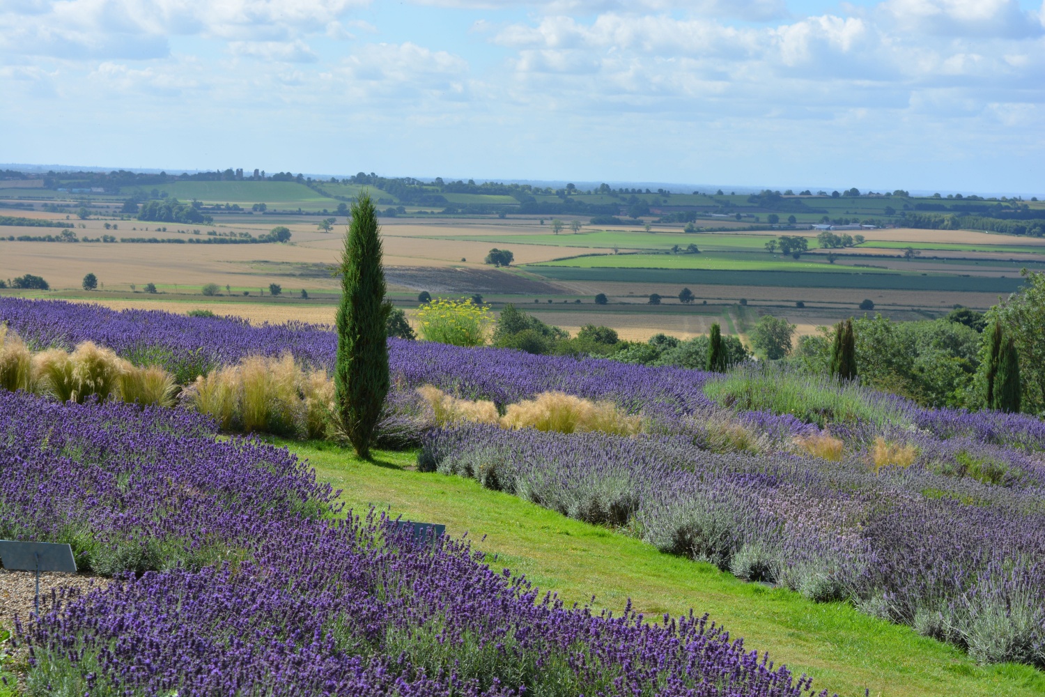 Image name lavender terrington vale of york north yorkshire the 14 image from the post Whenby in Yorkshire.com.