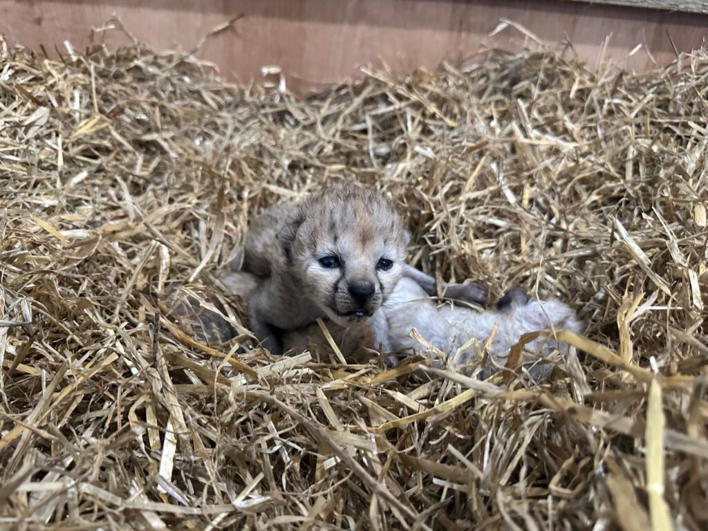 Four Cheetah Cubs Arrive At Yorkshire Wildlife Park Post image 10 Image name 4dabb08e aaf1 46a3 b11b 04a17b60c394 the 10 image from the post Four Cheetah Cubs Arrive At Yorkshire Wildlife Park in Yorkshire.com.