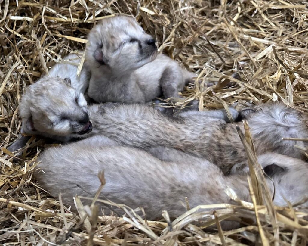 Four Cheetah Cubs Arrive At Yorkshire Wildlife Park Post image 3 Image name 9062b0ec 975a 4c2e 9f2b 3a2624e91466 the 3 image from the post Four Cheetah Cubs Arrive At Yorkshire Wildlife Park in Yorkshire.com.