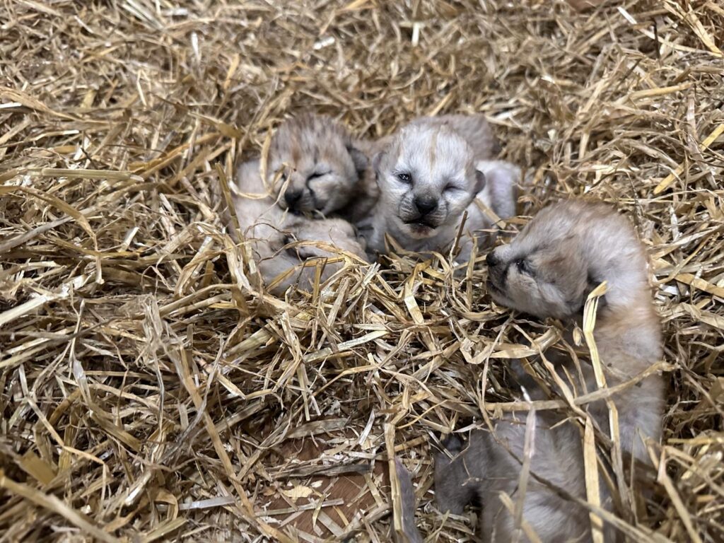 Four Cheetah Cubs Arrive At Yorkshire Wildlife Park Post image 11 Image name 91c3855d ae40 45cf 82ef 942a105e6f27 the 11 image from the post Four Cheetah Cubs Arrive At Yorkshire Wildlife Park in Yorkshire.com.