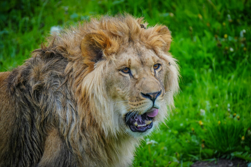 A New Beginning for Rescued Lions at Yorkshire Wildlife Park Post image 1 Image name DSC00628 the 1 image from the post A New Beginning for Rescued Lions at Yorkshire Wildlife Park in Yorkshire.com.
