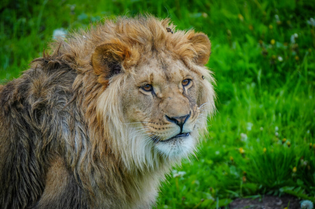 A New Beginning for Rescued Lions at Yorkshire Wildlife Park Post image 2 Image name DSC00629 the 2 image from the post A New Beginning for Rescued Lions at Yorkshire Wildlife Park in Yorkshire.com.