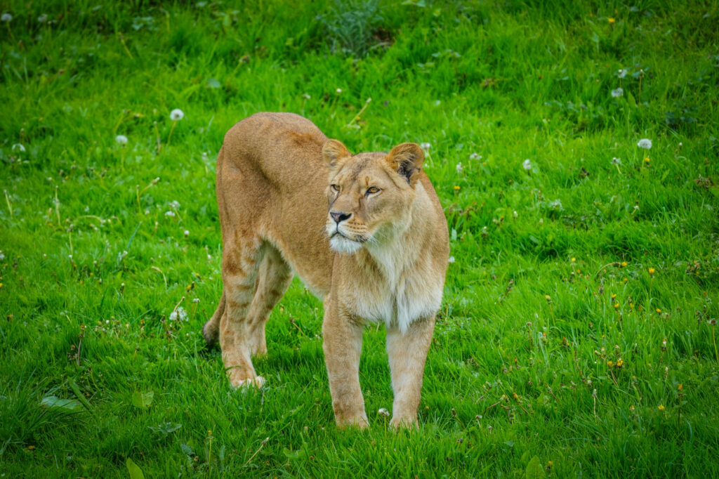 A New Beginning for Rescued Lions at Yorkshire Wildlife Park Post image 3 Image name DSC00632 the 3 image from the post A New Beginning for Rescued Lions at Yorkshire Wildlife Park in Yorkshire.com.