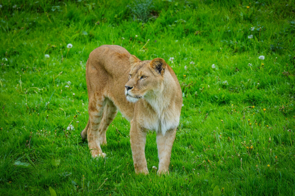 A New Beginning for Rescued Lions at Yorkshire Wildlife Park Post image 4 Image name DSC00633 the 4 image from the post A New Beginning for Rescued Lions at Yorkshire Wildlife Park in Yorkshire.com.