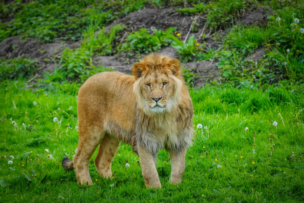 A New Beginning for Rescued Lions at Yorkshire Wildlife Park Post image 5 Image name DSC00635 the 5 image from the post A New Beginning for Rescued Lions at Yorkshire Wildlife Park in Yorkshire.com.