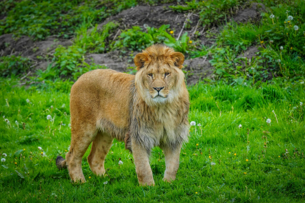 A New Beginning for Rescued Lions at Yorkshire Wildlife Park Post image 6 Image name DSC00637 the 6 image from the post A New Beginning for Rescued Lions at Yorkshire Wildlife Park in Yorkshire.com.