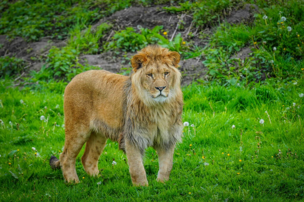 A New Beginning for Rescued Lions at Yorkshire Wildlife Park Post image 7 Image name DSC00639 the 7 image from the post A New Beginning for Rescued Lions at Yorkshire Wildlife Park in Yorkshire.com.