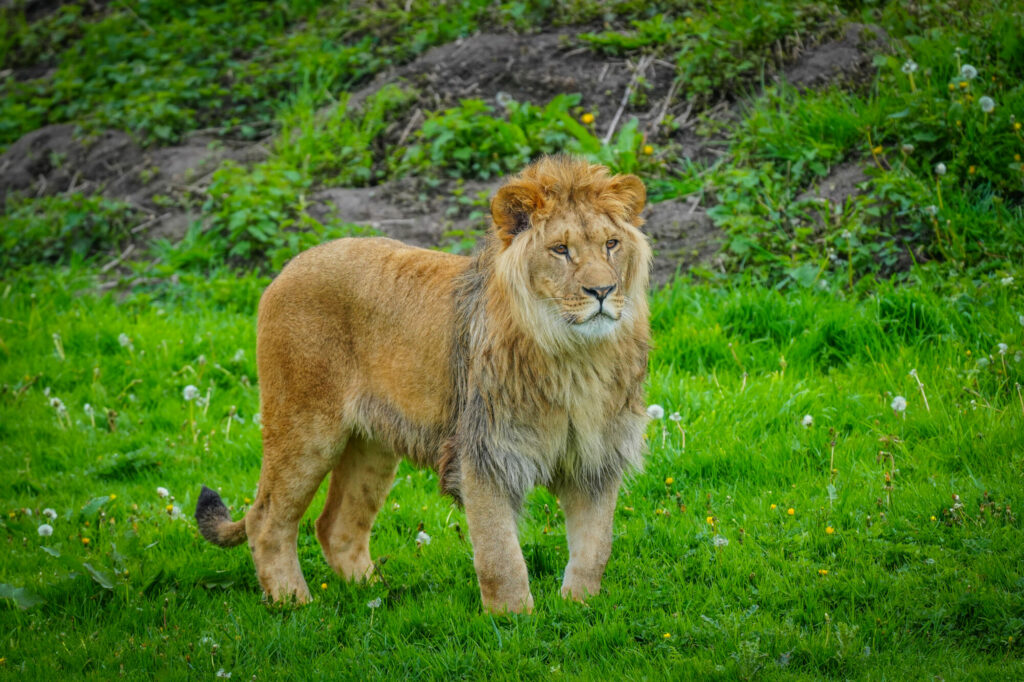 A New Beginning for Rescued Lions at Yorkshire Wildlife Park Post image 8 Image name DSC00642 the 8 image from the post A New Beginning for Rescued Lions at Yorkshire Wildlife Park in Yorkshire.com.