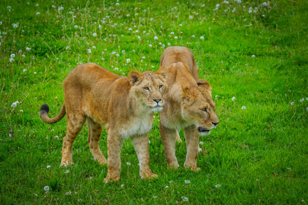 A New Beginning for Rescued Lions at Yorkshire Wildlife Park Post image 9 Image name DSC00651 the 9 image from the post A New Beginning for Rescued Lions at Yorkshire Wildlife Park in Yorkshire.com.