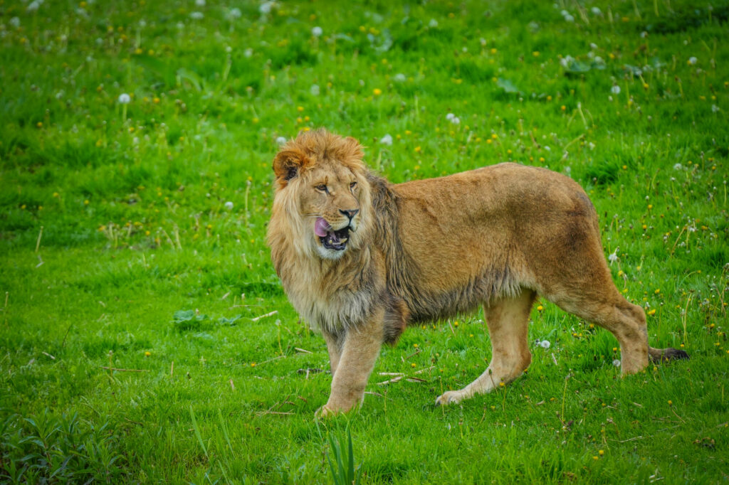 A New Beginning for Rescued Lions at Yorkshire Wildlife Park Post image 10 Image name DSC00665 the 10 image from the post A New Beginning for Rescued Lions at Yorkshire Wildlife Park in Yorkshire.com.