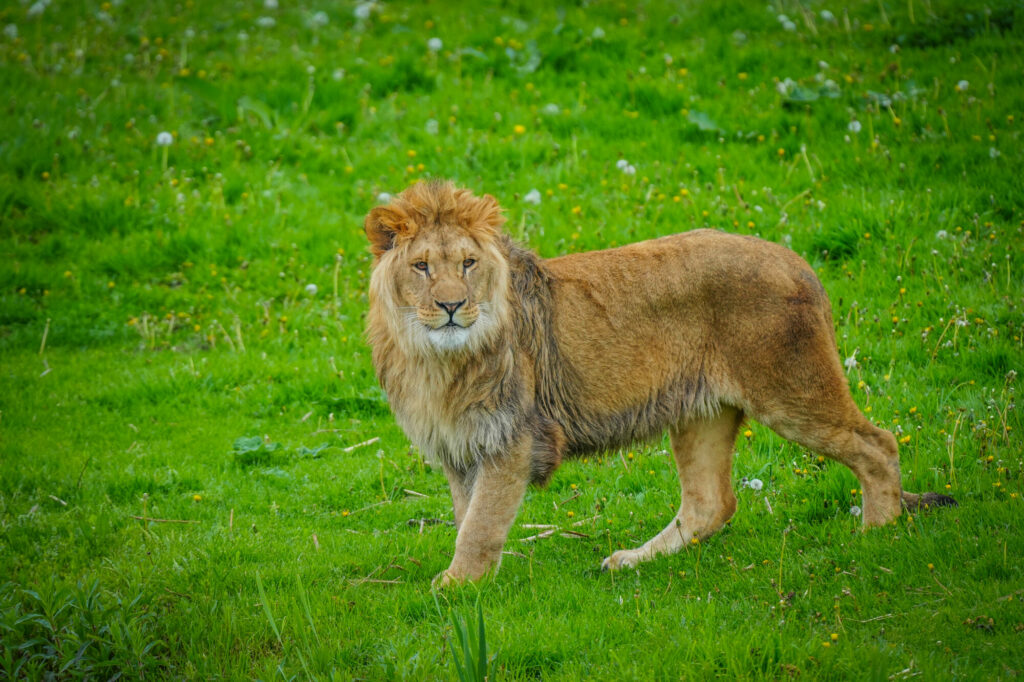 A New Beginning for Rescued Lions at Yorkshire Wildlife Park Post image 11 Image name DSC00666 the 11 image from the post A New Beginning for Rescued Lions at Yorkshire Wildlife Park in Yorkshire.com.