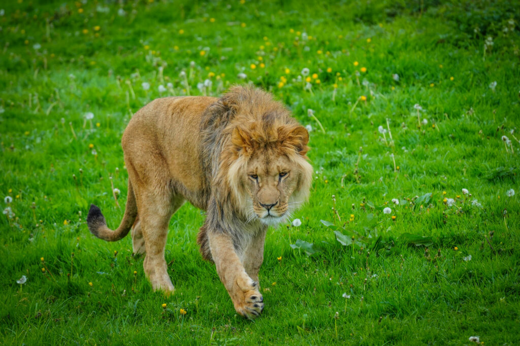 A New Beginning for Rescued Lions at Yorkshire Wildlife Park Post image 12 Image name DSC00674 the 12 image from the post A New Beginning for Rescued Lions at Yorkshire Wildlife Park in Yorkshire.com.