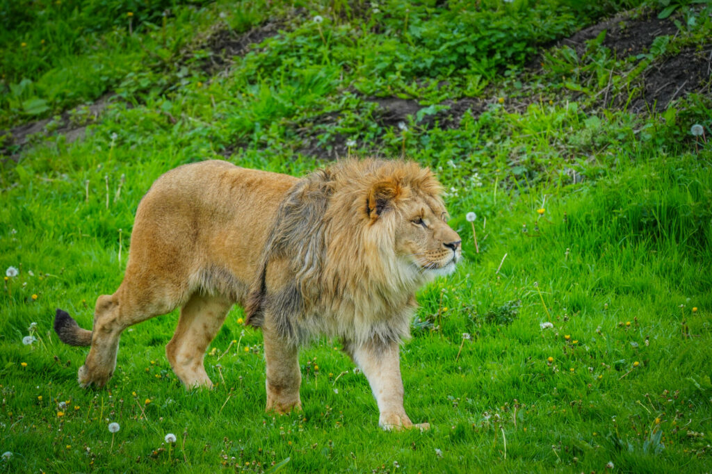 A New Beginning for Rescued Lions at Yorkshire Wildlife Park Post image 13 Image name DSC00676 the 13 image from the post A New Beginning for Rescued Lions at Yorkshire Wildlife Park in Yorkshire.com.