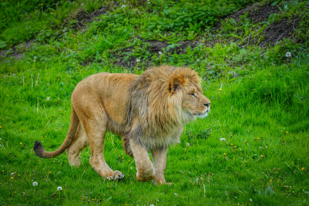 A New Beginning for Rescued Lions at Yorkshire Wildlife Park Post image 14 Image name DSC00677 the 14 image from the post A New Beginning for Rescued Lions at Yorkshire Wildlife Park in Yorkshire.com.