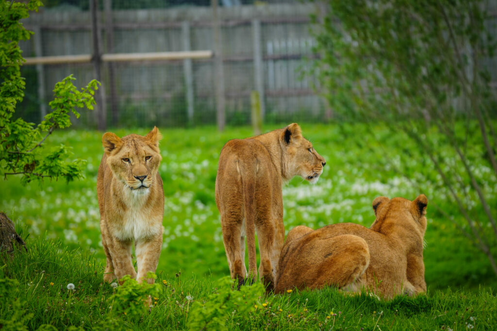A New Beginning for Rescued Lions at Yorkshire Wildlife Park Post image 15 Image name DSC00682 the 15 image from the post A New Beginning for Rescued Lions at Yorkshire Wildlife Park in Yorkshire.com.