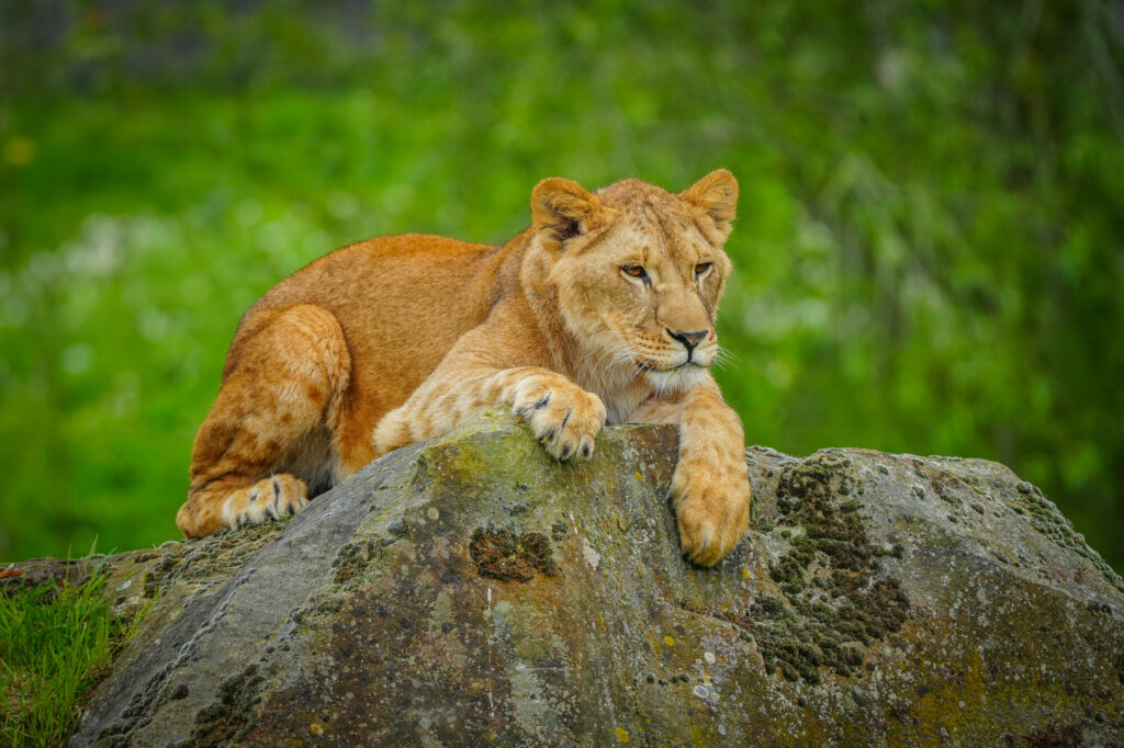 A New Beginning for Rescued Lions at Yorkshire Wildlife Park Post image 17 Image name DSC00697 V2 the 17 image from the post A New Beginning for Rescued Lions at Yorkshire Wildlife Park in Yorkshire.com.