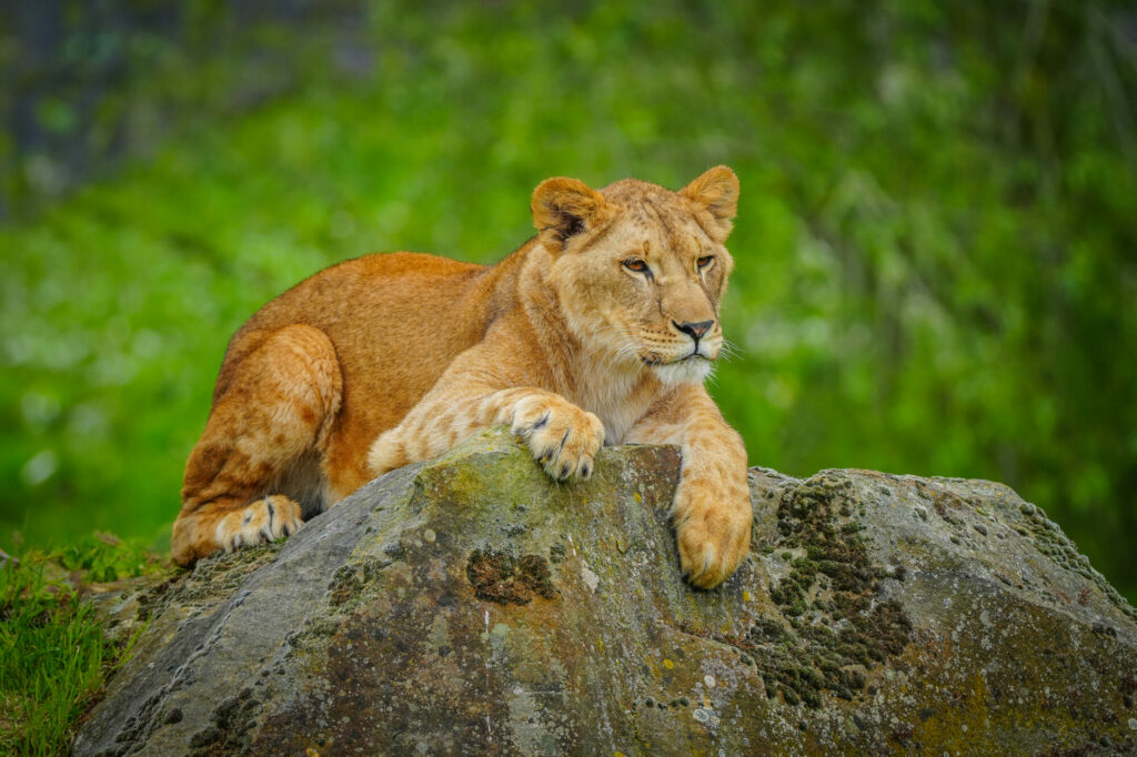 A New Beginning for Rescued Lions at Yorkshire Wildlife Park Post image 18 Image name DSC00698 V2 the 18 image from the post A New Beginning for Rescued Lions at Yorkshire Wildlife Park in Yorkshire.com.