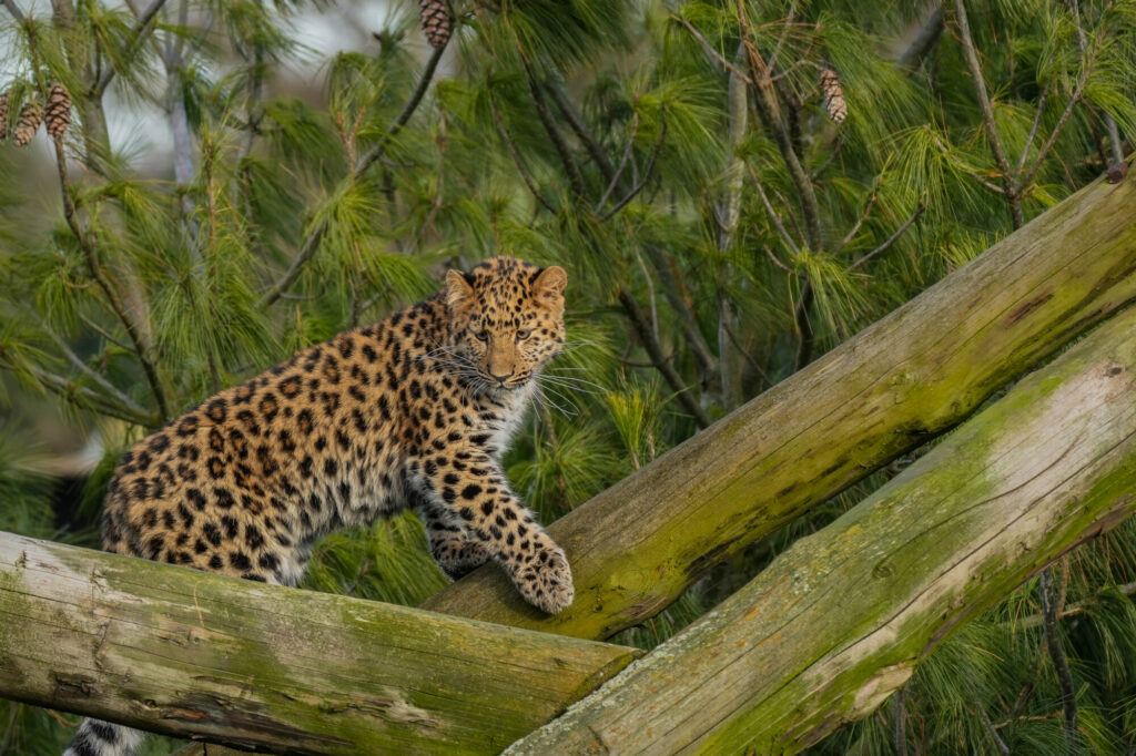 Image name DSC00804 the 4 image from the post Europe's Only Surviving Amur Leopard Cub Gives Hope for the Species for International Leopard Day in Yorkshire.com.