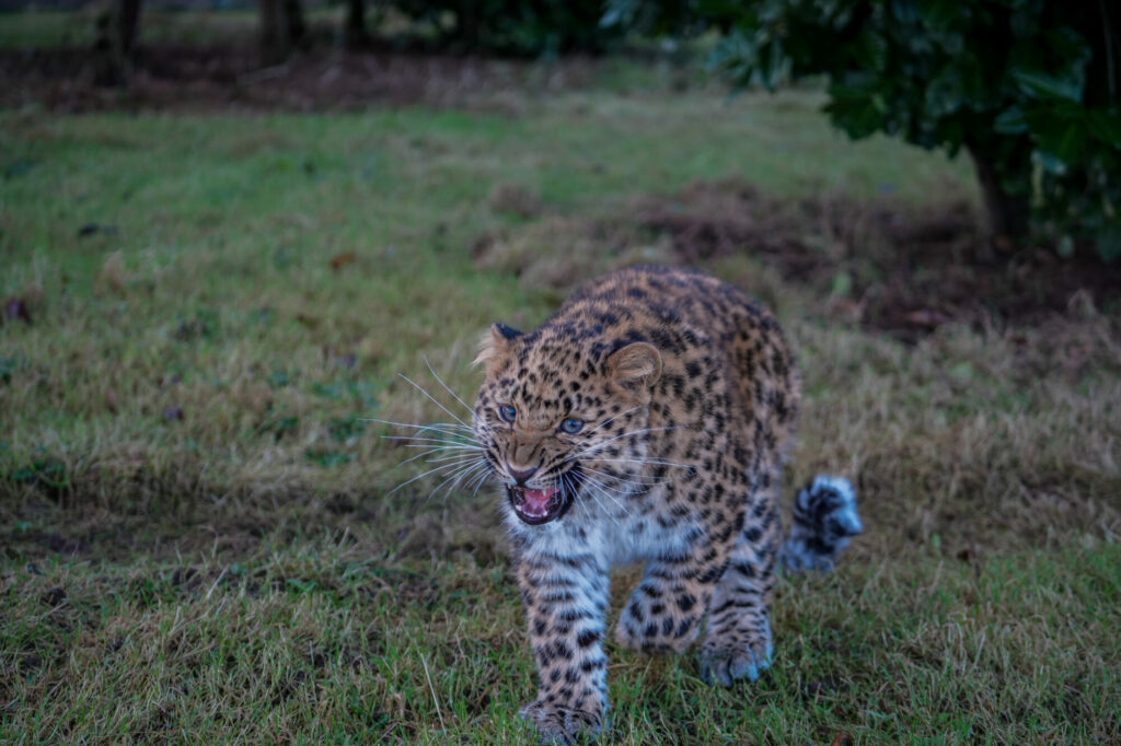 Image name DSC04954 the 1 image from the post Europe's Only Surviving Amur Leopard Cub Gives Hope for the Species for International Leopard Day in Yorkshire.com.