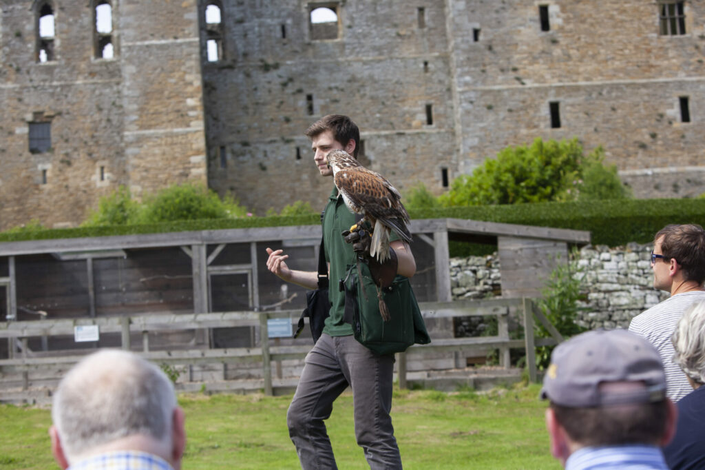 Unique Father's Day Gift Idea: Falconry Experience at Bolton Castle Post image 3 Image name Falconer at Bolton Castle c. Gareth Buddo the 3 image from the post Unique Father's Day Gift Idea: Falconry Experience at Bolton Castle in Yorkshire.com.