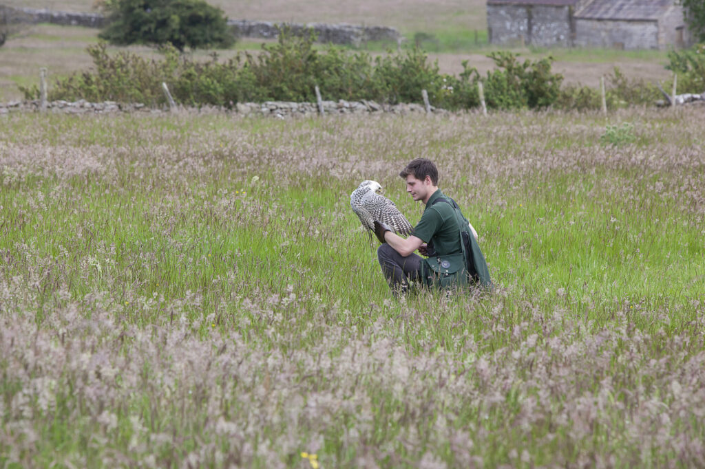 Unique Father's Day Gift Idea: Falconry Experience at Bolton Castle Post image 4 Image name Falconer in grass at Bolton Castle c. Gareth Buddo the 4 image from the post Unique Father's Day Gift Idea: Falconry Experience at Bolton Castle in Yorkshire.com.