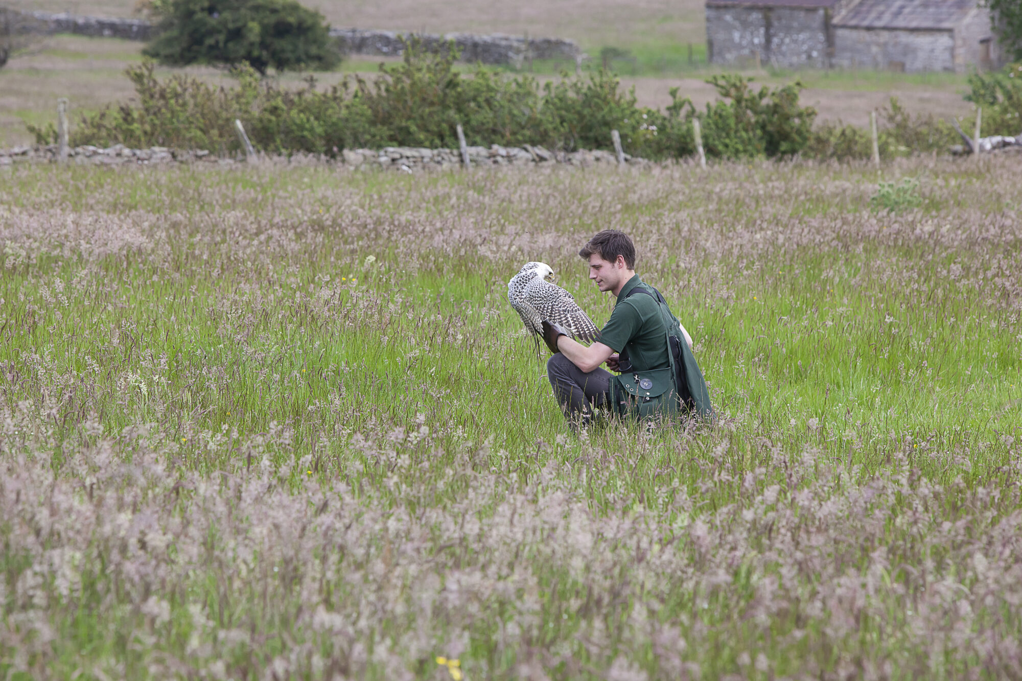 a Falconer at Bolton Castle