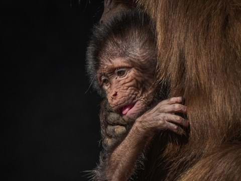 Visit Yorkshire Wildlife Park In Doncaster Visitor Attraction image 4 Gelada at Yorkshire Wildlife Park