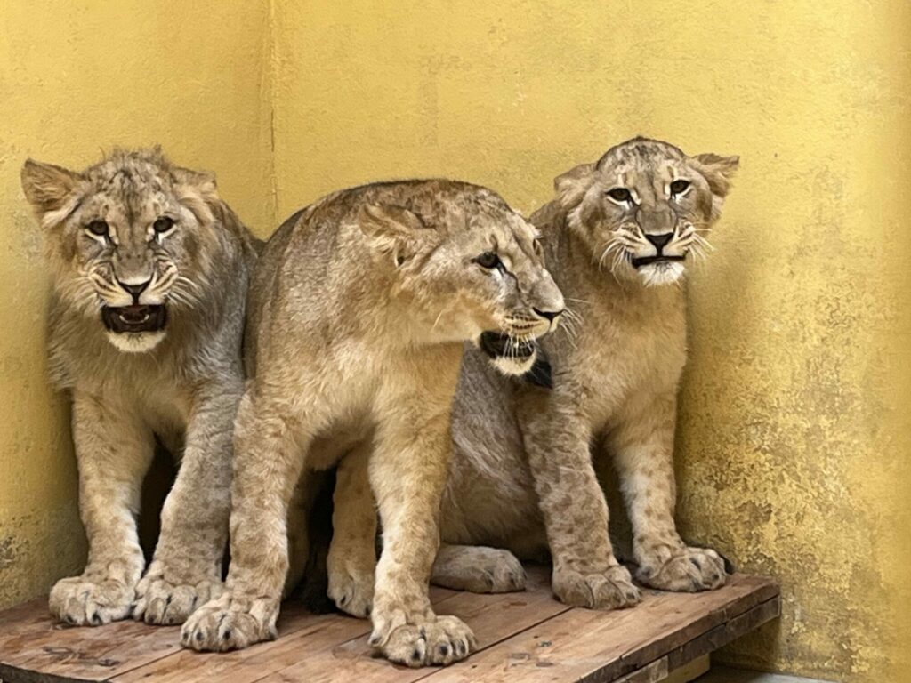 Yorkshire Wildlife Park Half Term Babies - Cheetahs, Monkeys, Rhinos & More Post image 1 baby lion cubs