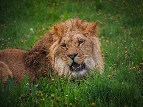 Visit Yorkshire Wildlife Park In Doncaster Visitor Attraction image 6 Lion at Yorkshire Wildlife Park