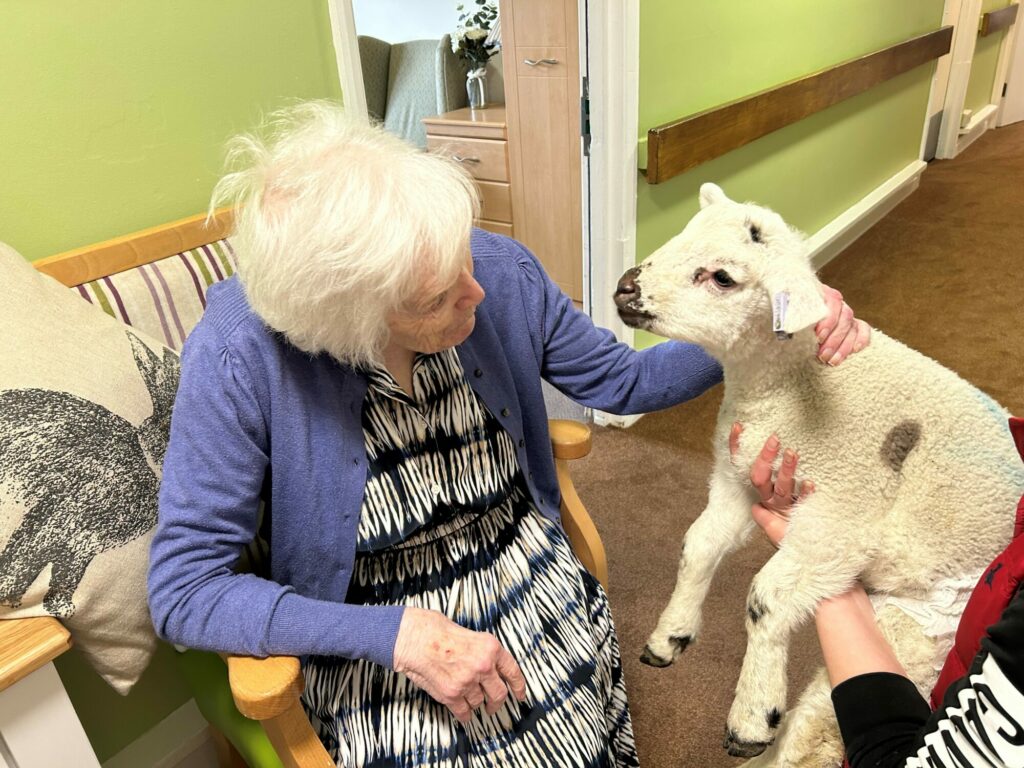 Residents at Meadowbeck Care Home Enjoy Visit from Baby Lambs Post image 1 resident enjoying the lambs