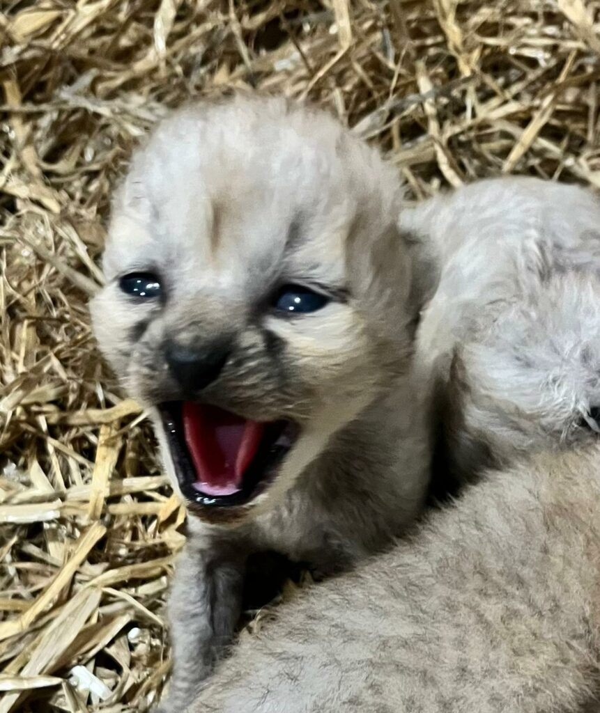 Yorkshire Wildlife Park Half Term Babies - Cheetahs, Monkeys, Rhinos & More Post image 6 Image name PHOTO 2024 05 28 11 16 31 the 4 image from the post Yorkshire Wildlife Park Half Term Babies - Cheetahs, Monkeys, Rhinos & More in Yorkshire.com.
