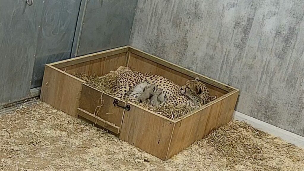 Four Cheetah Cubs Arrive At Yorkshire Wildlife Park Post image 1 Image name Screenshot 2024 05 21 at 18.01.19 the 1 image from the post Four Cheetah Cubs Arrive At Yorkshire Wildlife Park in Yorkshire.com.