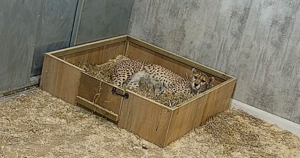 Four Cheetah Cubs Arrive At Yorkshire Wildlife Park Post image 2 Image name Screenshot 2024 05 21 at 18.01.32 the 2 image from the post Four Cheetah Cubs Arrive At Yorkshire Wildlife Park in Yorkshire.com.