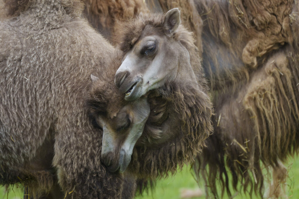 Yorkshire Wildlife Park Half Term Babies - Cheetahs, Monkeys, Rhinos & More Post image 9 Image name YWP Camels 010 the 5 image from the post Yorkshire Wildlife Park Half Term Babies - Cheetahs, Monkeys, Rhinos & More in Yorkshire.com.